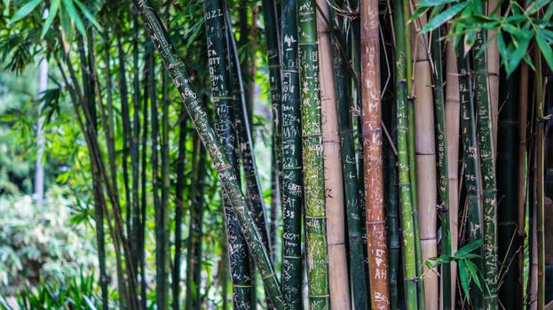 Bamboo-trees